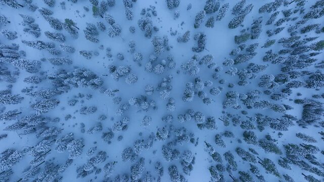 Drone top view moving smoothly sideways above a dense snow covered pine forest, revealing winter texture and natural patterns as the camera drifts laterally across the white landscape.