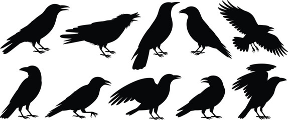 Obraz premium Black crow and raven silhouettes set with bird flying and perching poses isolated on white background, vector illustration