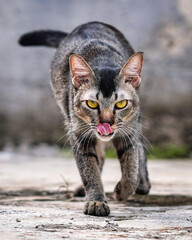 Obraz premium Funny tabby cat walking towards camera and licking its nose with pink tongue in an outdoor garden