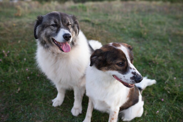 Happy dogs portrait outdoor - top view