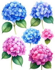 A vibrant arrangement of hydrangea flowers in blue and pink hues