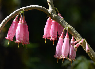 アガペテス・グランディフロラ