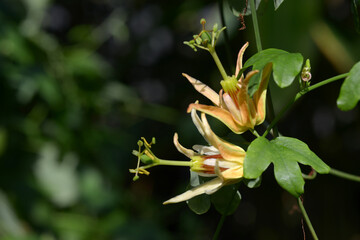 パッシフロラ・アウランティア