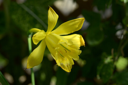 バラモンガイア・ウェベルバウエリ