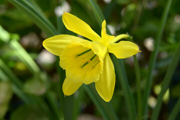 バラモンガイア・ウェベルバウエリ