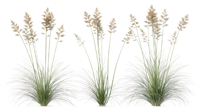 set of juncus effusus common names common rush. ai generated