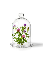 Glass cloche with vibrant clover flowers inside on a white background