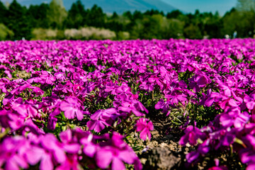 山梨県　富士芝桜まつり