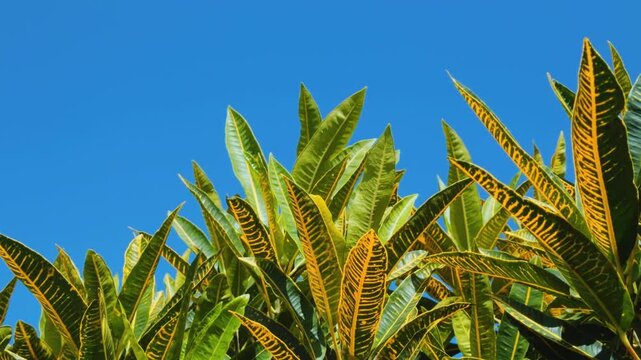 Codiaeum variegatum, croton or variegated croton, is a species of plant in the Euphorbiaceae family.  Ulua Beach Road, Kihei, South Maui, Hawaii. Wailea Beach Path
