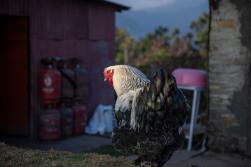 Dark Brahma rooster © SHELL