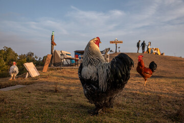 Dark Brahma rooster © SHELL