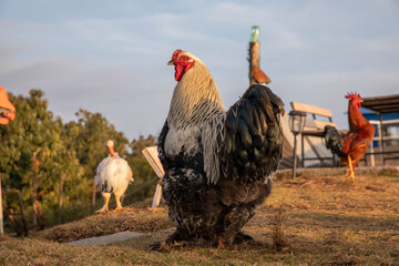 Dark Brahma rooster © SHELL