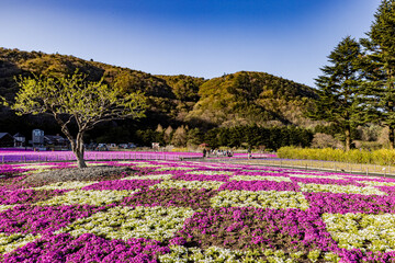 山梨県　富士芝桜まつり