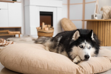 Cute husky dog with firewood lying on pet bed near fireplace at home © Pixel-Shot