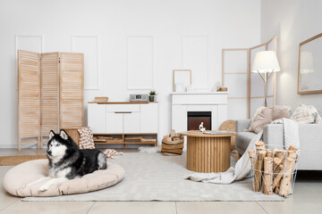 Cute husky dog with firewood lying on pet bed near fireplace at home © Pixel-Shot