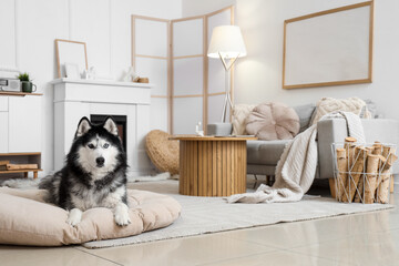 Cute husky dog with firewood lying on pet bed near fireplace at home © Pixel-Shot