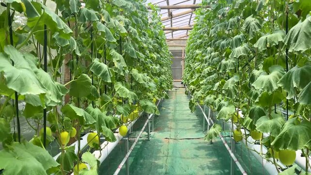 planting melons using hydroponic methods in a greenhouse