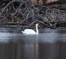 Mute Swan (Cygnus olor) In River