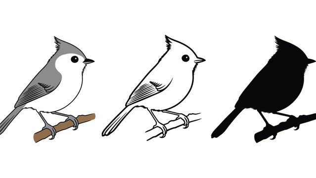 Three distinct depictions of a small bird perched on a branch: a colored illustration, a sketch, and a silhouette.