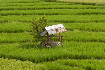 Rustic Hut Amid Lush Terraced Rice Fields in Bali Countryside