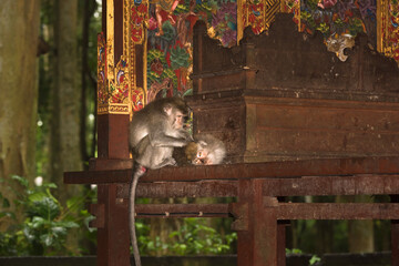 Mother Monkey Grooming Baby at Sacred Balinese Temple