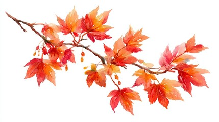 A delicate watercolor painting of a branch with vibrant orange and red autumn leaves and small berries on a white background.
