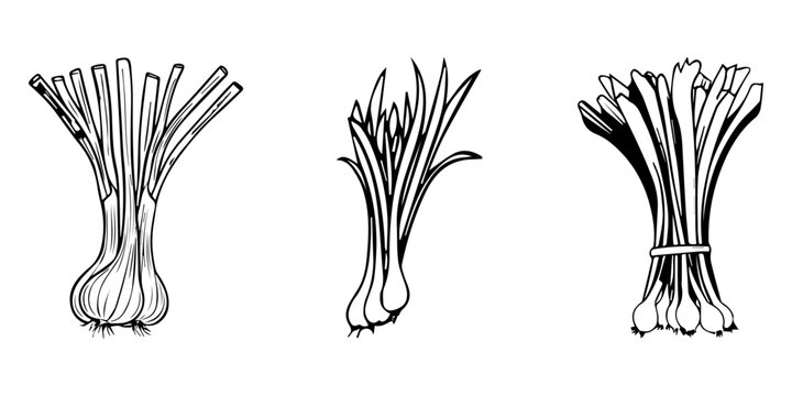 Silhouette of a green onion with roots on a black background scallion spring onion