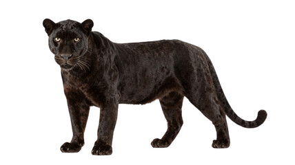 Powerful black panther standing alert, isolated on white background, showcasing its sleek fur and muscular build