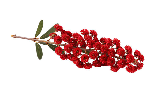 Vibrant red Geraldton wax flower branch isolated on white, showcasing intricate blooms and delicate leaves
