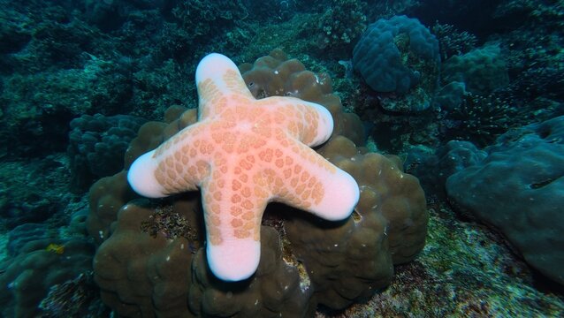 Pink sea star fish on the seabed 
