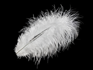 Obraz premium A white feather is on a black background