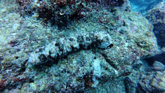 Blackspotted sea cucumber ie pearsonothuria graeffei