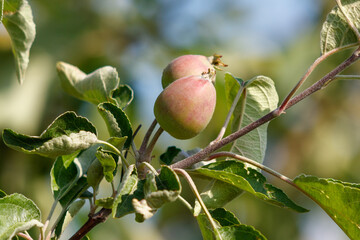 Small green plums on a tree in spring