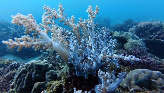 An underwater ecosystem built by colonies of tiny animals 