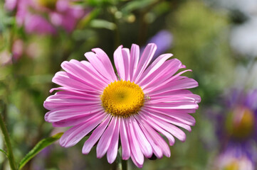 Obraz premium Charming pink aster with a golden-yellow center, photographed against a softly blurred background of flowers and foliage. A perfect symbol of summer freshness.
