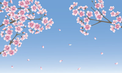 たくさんの桜の花（ブルー背景）