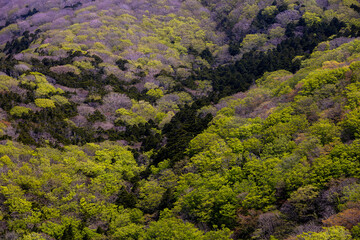 Fresh Green Forest Covering Mountain Slopes in Aomori Japan