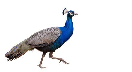 Fototapeta premium Majestic male peacock with vibrant blue neck and brown feathers walks in a stately manner against a plain white background.