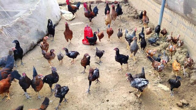 desi chicken farming in rural village in countryside