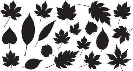 A variety of different leaf shapes and sizes displayed in a black and white illustration isolated on white background © Riponislam