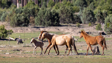 Fototapeta premium Wild horse palomino baby colt running ahead of his herd in the Apache Sitgreaves National Forest mountains in Heber Arizona United States
