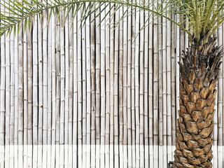 Bamboo poles fence, with the bottom portion painted white and palm tree.