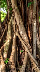 Banyan tree's aerial roots cascade down, creating a textured, organic sculpture in soft sunlight