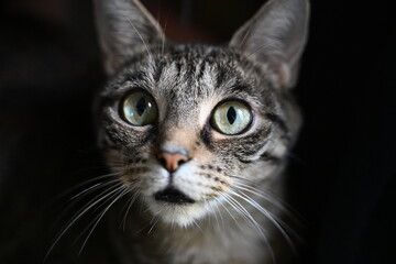 portrait of a cat © boR