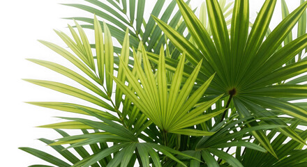 3d lush green palm fronds isolated on transparent background