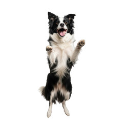 Obraz premium A playful black and white dog standing on its hind legs against a plain background
