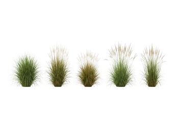 Obraz premium Collection of various green grass tufts in different shades and textures isolated on transparent background