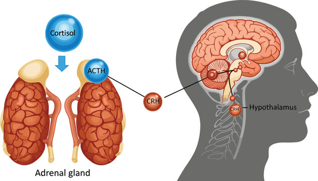 Medical vector illustration of the hypothalamic pituitary adrenal axis showing hormonal feedback loop between brain adrenal glands cortisol ACTH and CRH.
