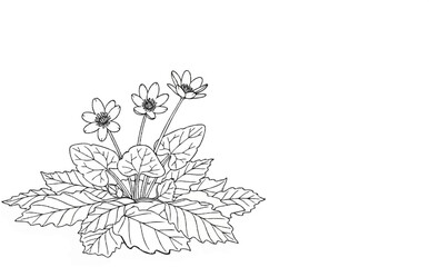 Fototapeta premium Delicate outline drawing of a small flowering plant with multiple leaves