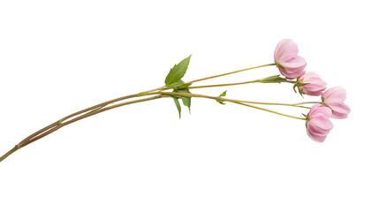Delicate pink flowers with green leaves on a slender stem, perfect for floral arrangements and nature-themed designs.